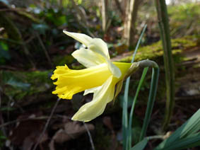 Narcissus pseudonarcissus ssp. pseudonarcissus